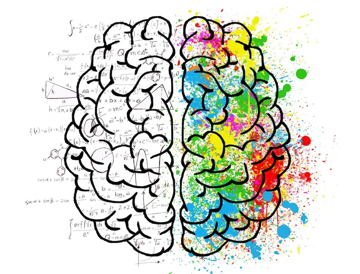 cerveau  activités